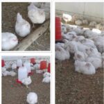 WhatsApp Image 2025-12-20 at 12.48.12 PM (2) WhatsApp Image 2025-12-20 at 12.48.12 PM (2)