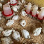 WhatsApp Image 2025-12-20 at 12.48.13 PM (1) WhatsApp Image 2025-12-20 at 12.48.13 PM (1)